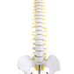 Columna Vertebral 45 Cm  Modelo Anatómico Enseñanzasantiago - Miniatura 5