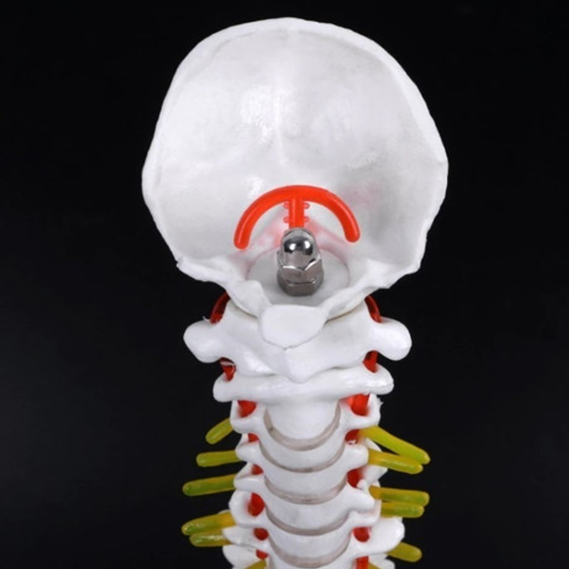 Columna Vertebral 45 Cm  Modelo Anatómico Enseñanzasantiago 6