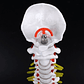 Columna Vertebral 45 Cm  Modelo Anatómico Enseñanzasantiago - Miniatura 6