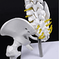 Columna Vertebral 45 Cm  Modelo Anatómico Enseñanzasantiago - Miniatura 7
