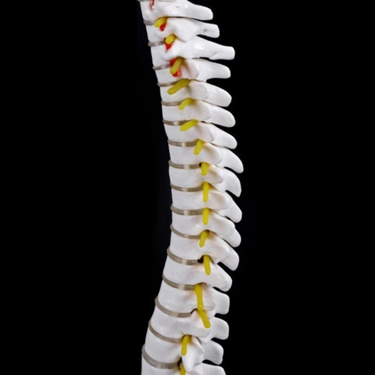 Columna Vertebral 45 Cm  Modelo Anatómico Enseñanzasantiago 8