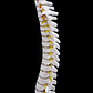 Columna Vertebral 45 Cm  Modelo Anatómico Enseñanzasantiago - Miniatura 8
