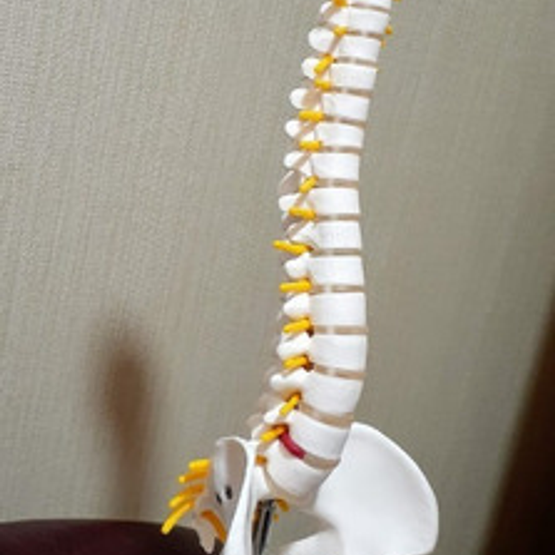 Columna Vertebral 45 Cm  Modelo Anatómico Enseñanzasantiago 9