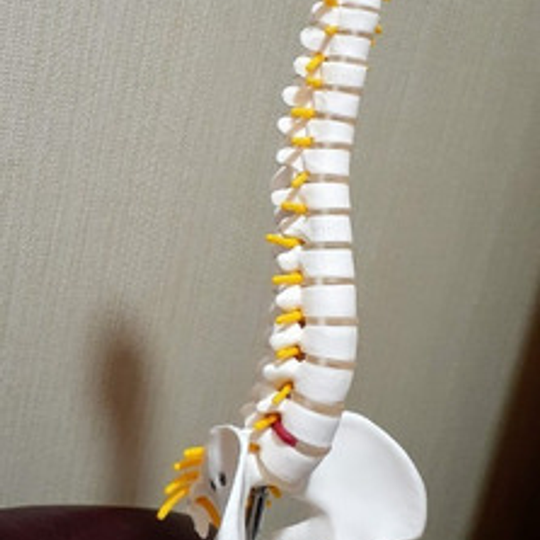 Columna Vertebral 45 Cm  Modelo Anatómico Enseñanzasantiago 9