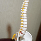 Columna Vertebral 45 Cm  Modelo Anatómico Enseñanzasantiago - Miniatura 9