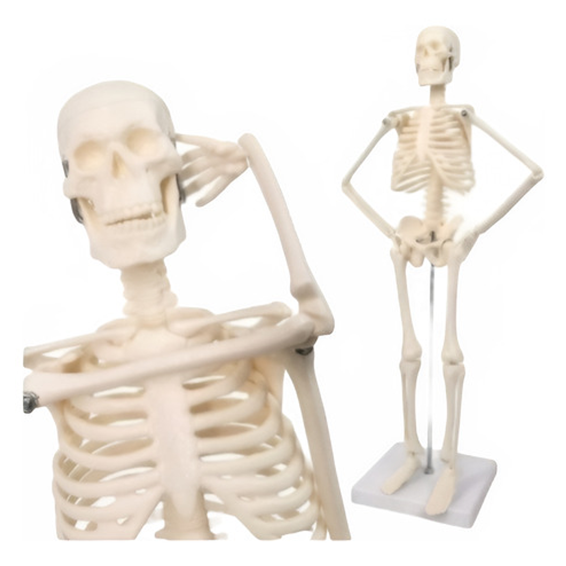Modelo Anatómico- Esqueleto Humano 45 Cm Santiago       1