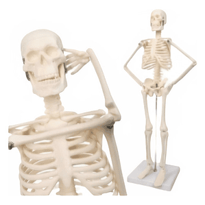 Modelo Anatómico- Esqueleto Humano 45 Cm Santiago      