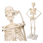 Modelo Anatómico- Esqueleto Humano 45 Cm Santiago       - Miniatura 1