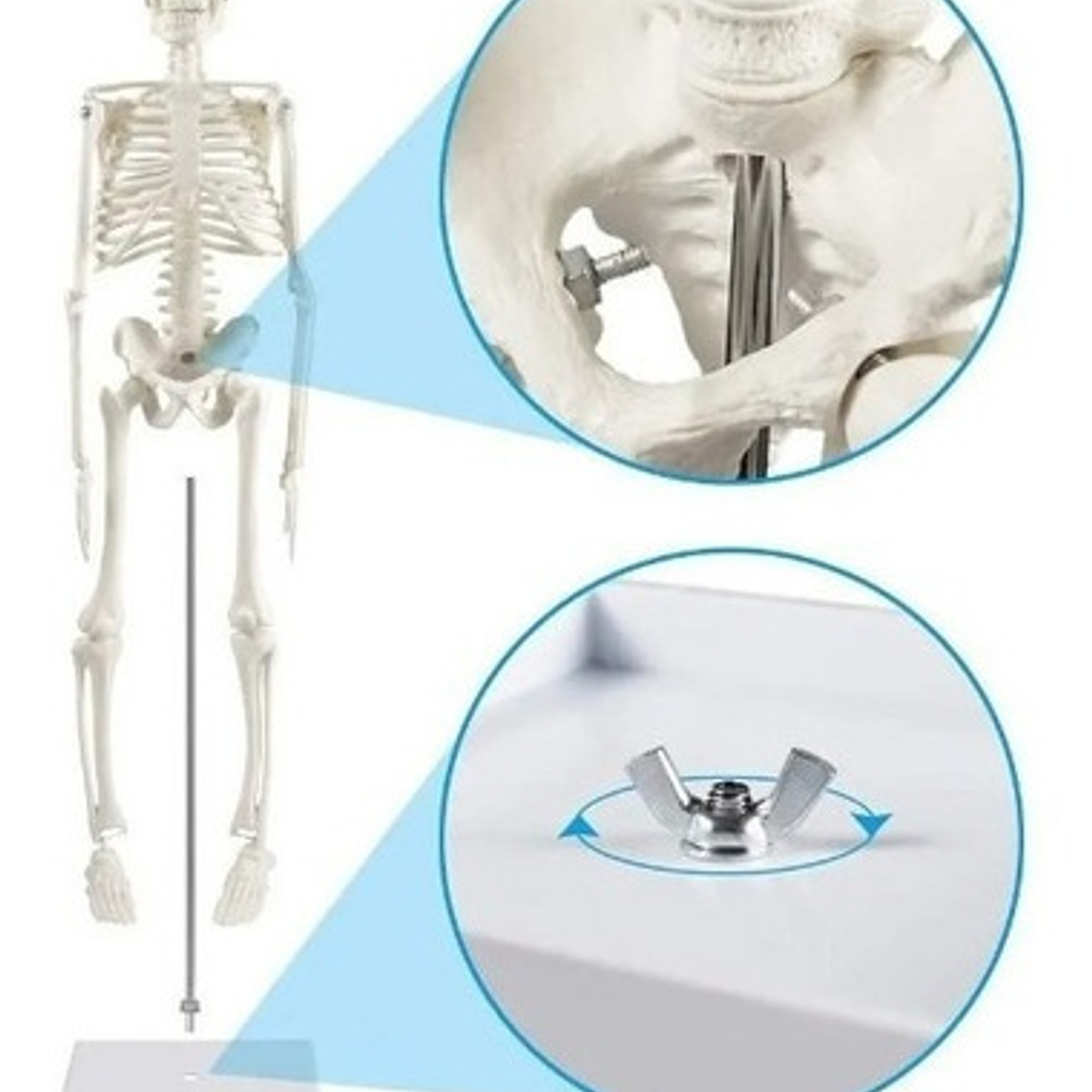 Modelo Anatómico- Esqueleto Humano 45 Cm Santiago       2