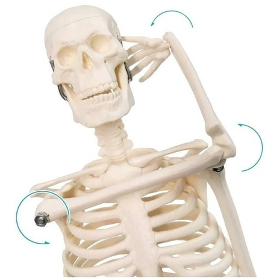 Modelo Anatómico- Esqueleto Humano 45 Cm Santiago       3