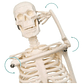 Modelo Anatómico- Esqueleto Humano 45 Cm Santiago       - Miniatura 3
