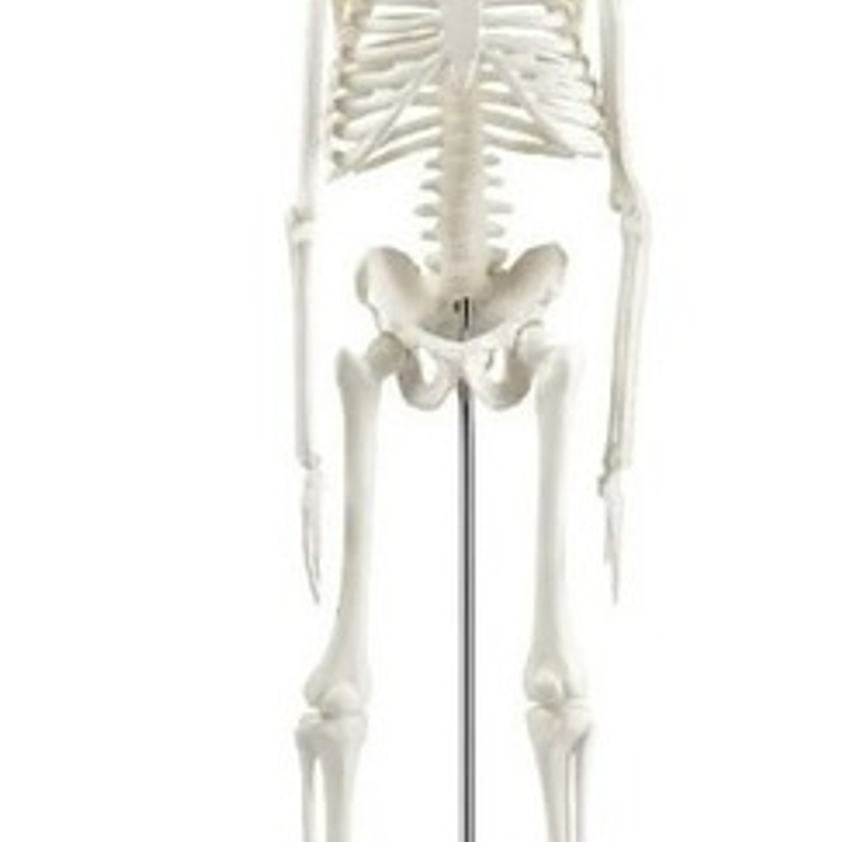 Modelo Anatómico- Esqueleto Humano 45 Cm Santiago       5