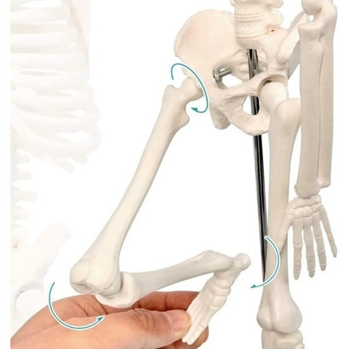 Modelo Anatómico- Esqueleto Humano 45 Cm Santiago       6
