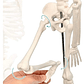 Modelo Anatómico- Esqueleto Humano 45 Cm Santiago       - Miniatura 6