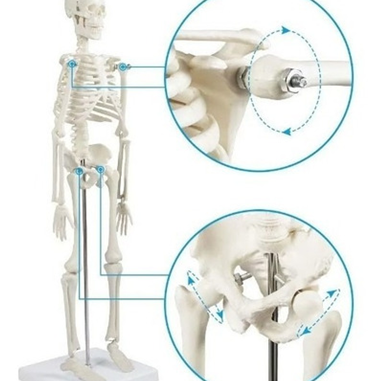 Modelo Anatómico- Esqueleto Humano 45 Cm Santiago       7