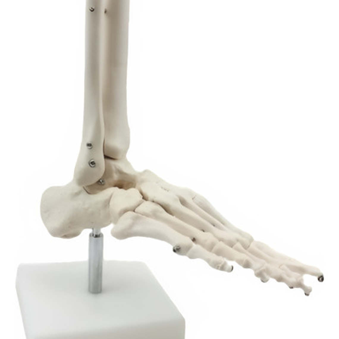 Tobillo Y Pie Humano Modelo Anatómico Para Estudio Santiago  1