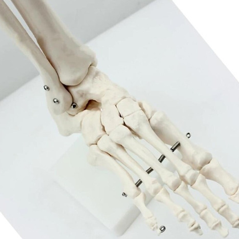 Tobillo Y Pie Humano Modelo Anatómico Para Estudio Santiago  3