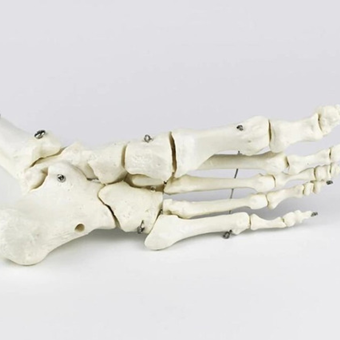 Tobillo Y Pie Humano Modelo Anatómico Para Estudio Santiago  4