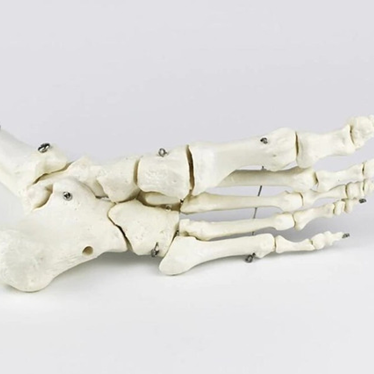 Tobillo Y Pie Humano Modelo Anatómico Para Estudio Santiago  4