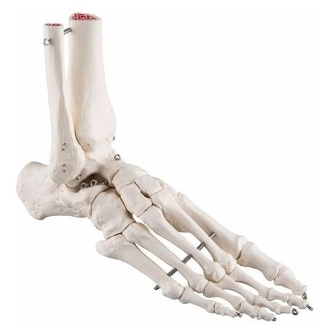 Tobillo Y Pie Humano Modelo Anatómico Para Estudio Santiago  5