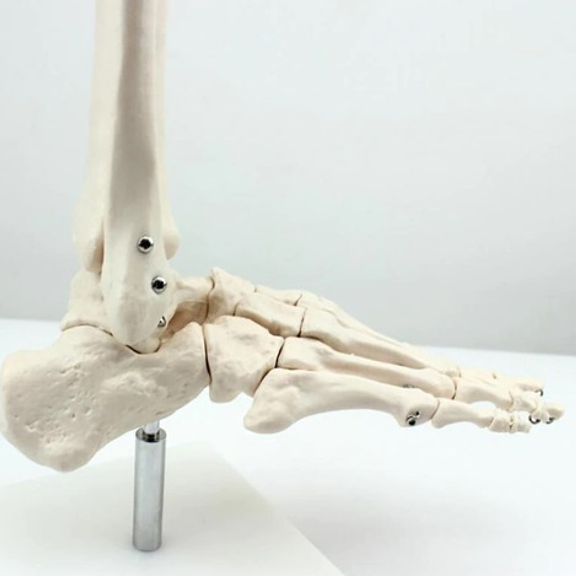 Tobillo Y Pie Humano Modelo Anatómico Para Estudio Santiago  6