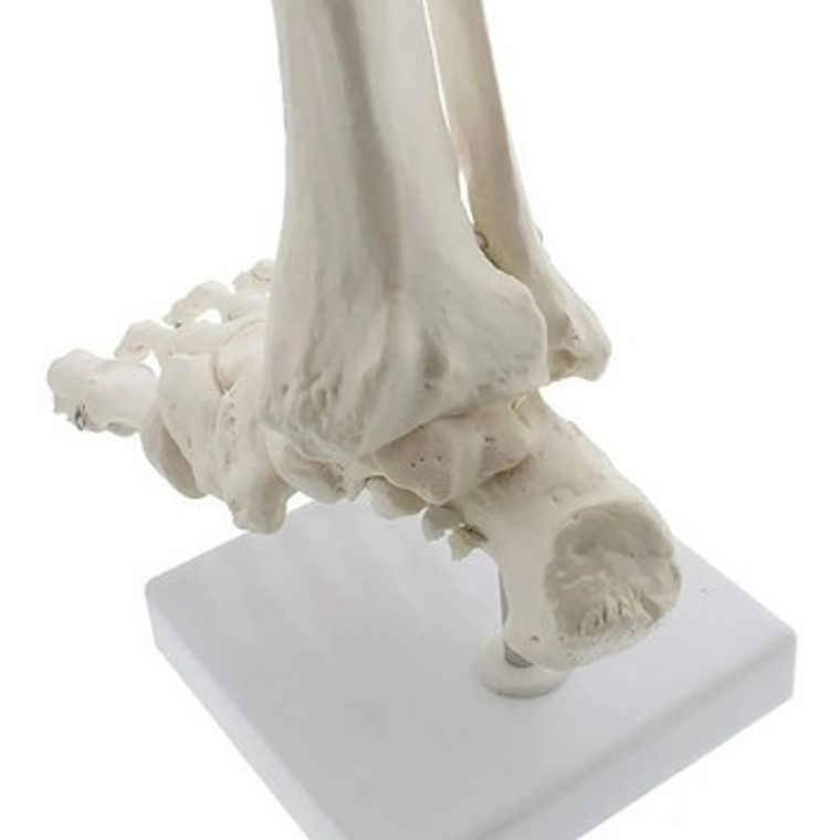 Tobillo Y Pie Humano Modelo Anatómico Para Estudio Santiago  7