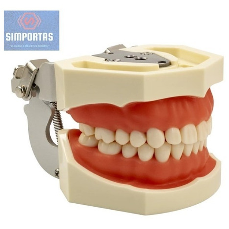 Modelo Arcada Dental Tipo Nissin Encia Blanda 28 Piezas Stgo 2