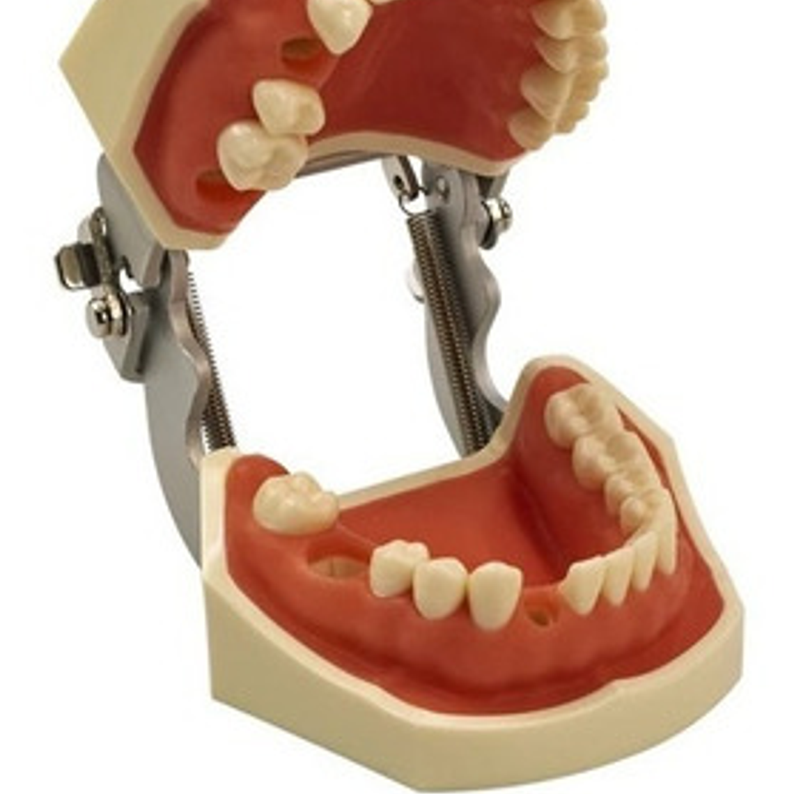 Modelo Arcada Dental Tipo Nissin Encia Blanda 28 Piezas Stgo 3