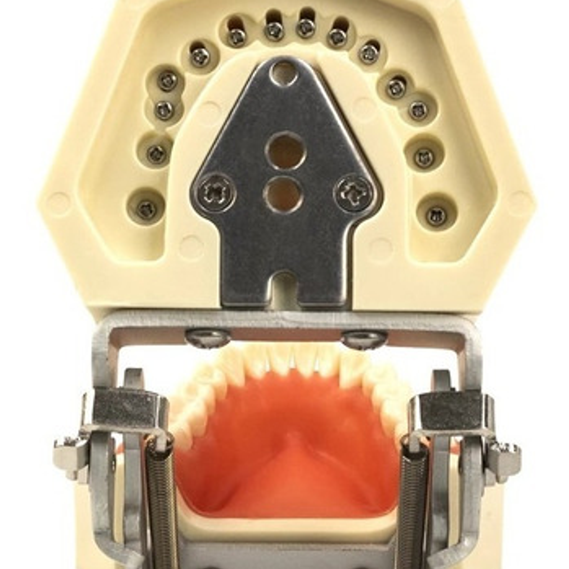 Modelo Arcada Dental Tipo Nissin Encia Blanda 28 Piezas Stgo 4