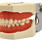 Modelo Arcada Dental Tipo Nissin Encia Blanda 28 Piezas Stgo - Miniatura 5