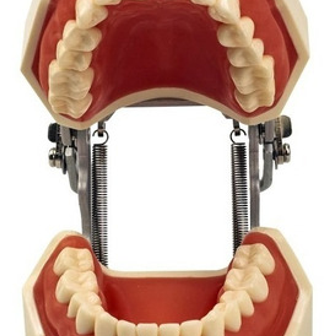 Modelo Arcada Dental Tipo Nissin Encia Blanda 28 Piezas Stgo 6