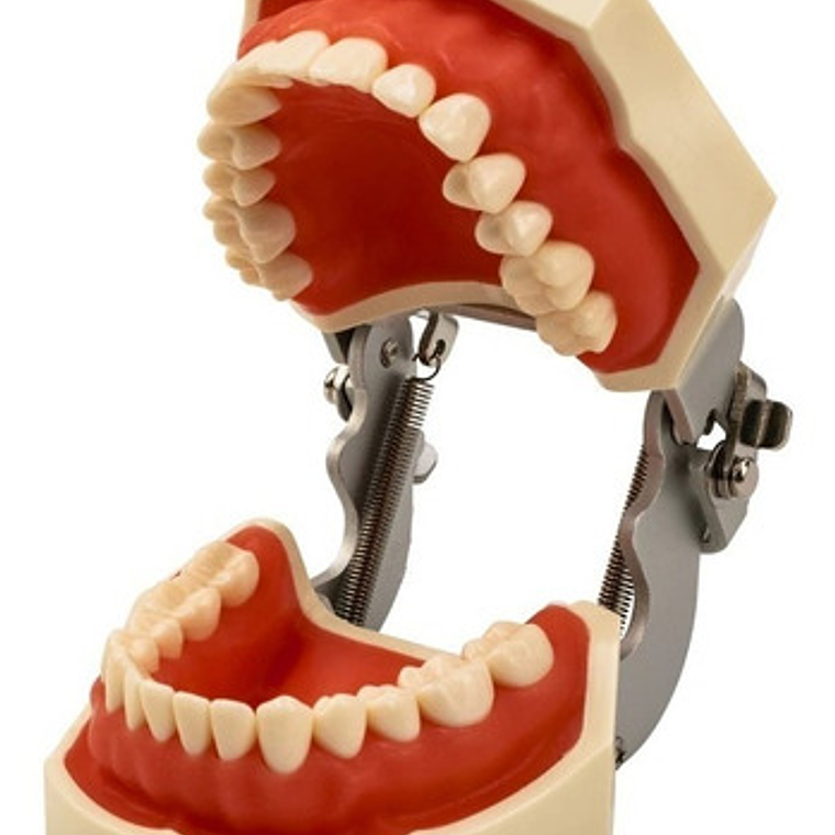 Modelo Arcada Dental Tipo Nissin Encia Blanda 28 Piezas Stgo 7