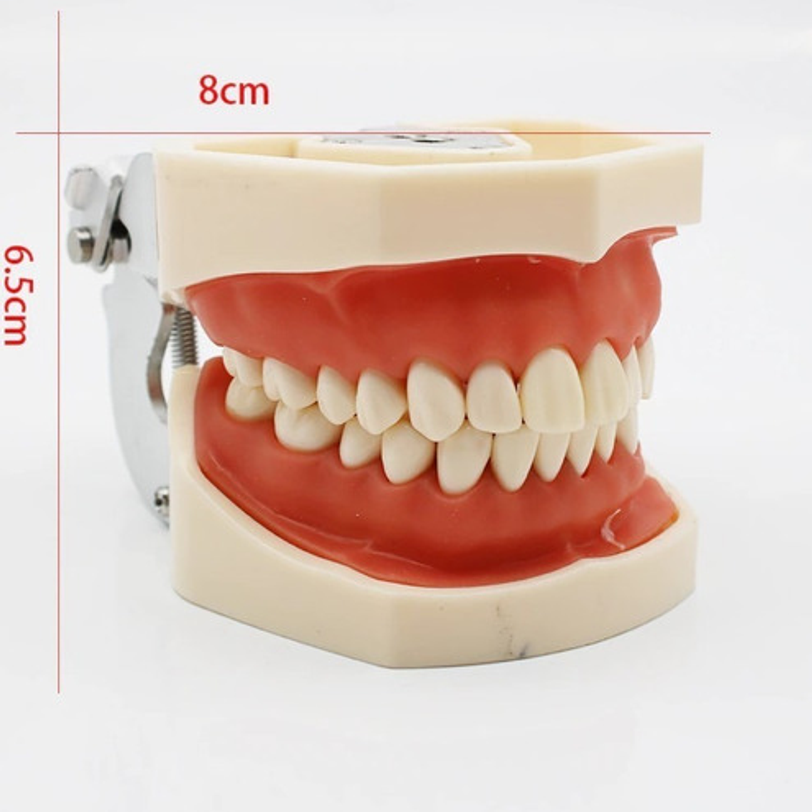 Modelo Arcada Dental Tipo Nissin Encia Blanda 28 Piezas Stgo 8