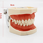 Modelo Arcada Dental Tipo Nissin Encia Blanda 28 Piezas Stgo - Miniatura 8