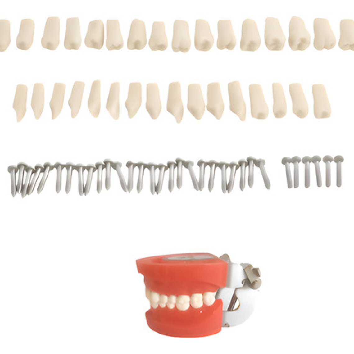 Dientes Para Modelo Nissin Tipodonto 32 Piezas Desmontables 1