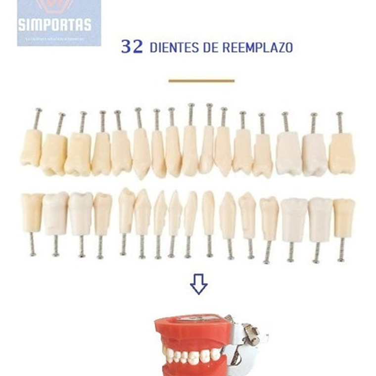 Dientes Para Modelo Nissin Tipodonto 32 Piezas Desmontables 2