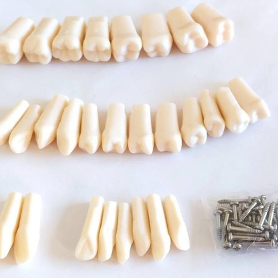 Dientes Para Modelo Nissin Tipodonto 32 Piezas Desmontables 4