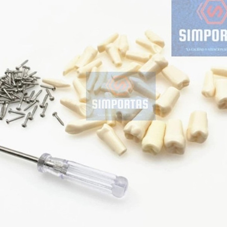 Dientes Para Modelo Nissin Tipodonto 32 Piezas Desmontables 5