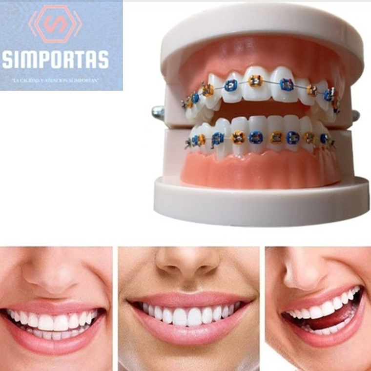 Modelo Dental Ortodoncia Enseñanza Brackets Metálicos Stgo. 2