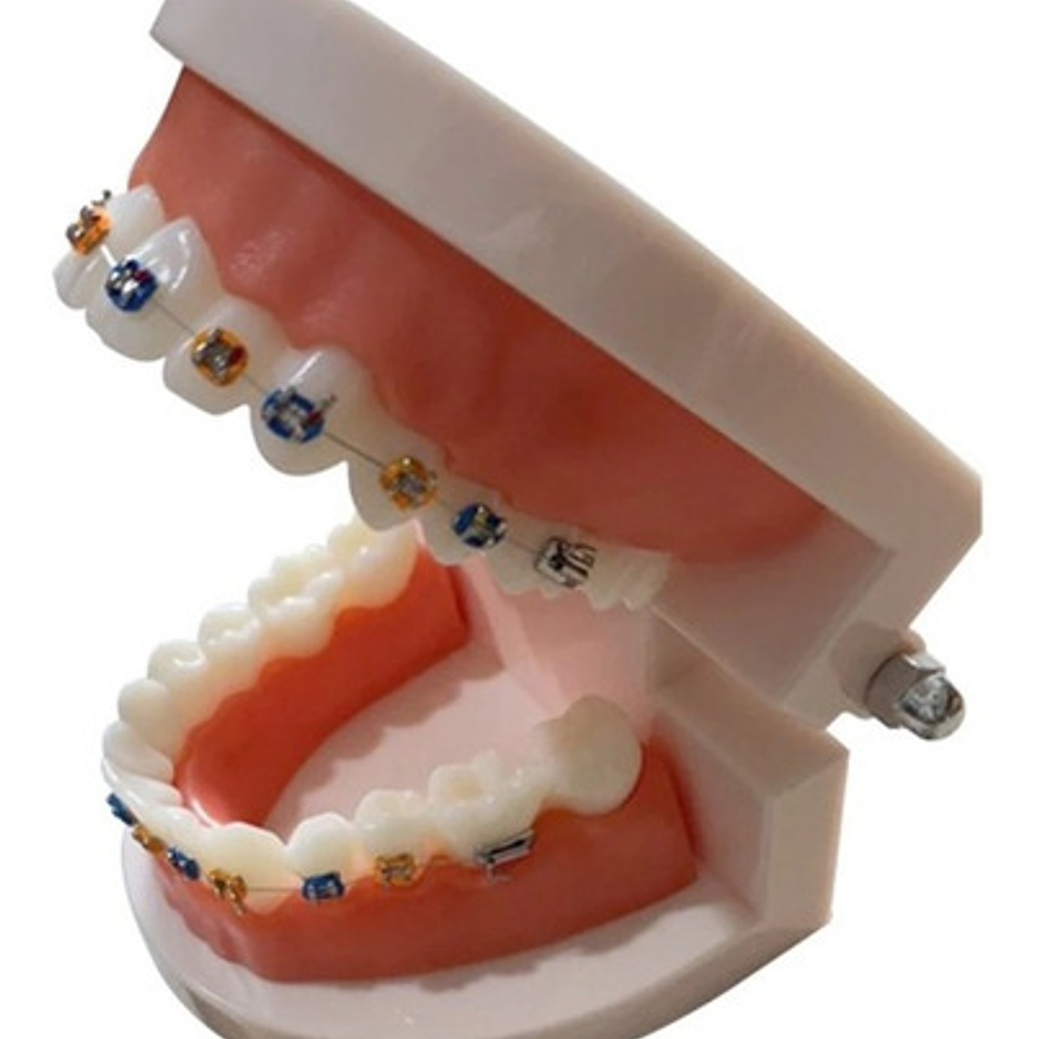 Modelo Dental Ortodoncia Enseñanza Brackets Metálicos Stgo. 4