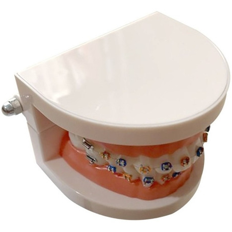 Modelo Dental Ortodoncia Enseñanza Brackets Metálicos Stgo. 5