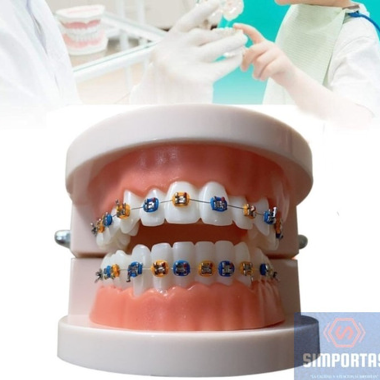 Modelo Dental Ortodoncia Enseñanza Brackets Metálicos Stgo. 6