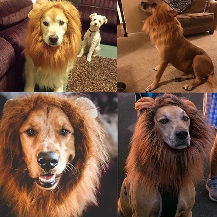 Peluca De León Para Perros Diversión Asegurada Santiago 2