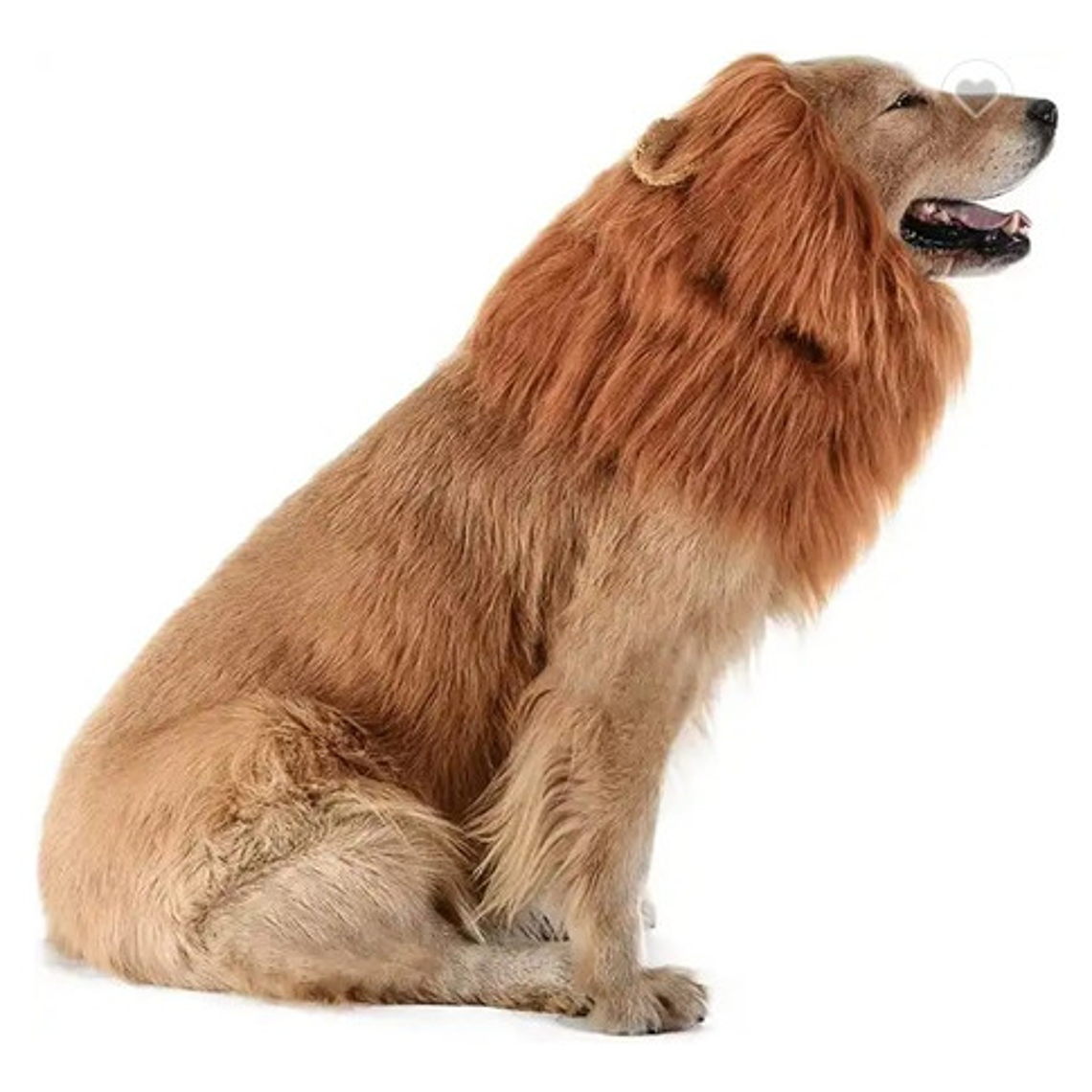 Peluca De León Para Perros Diversión Asegurada Santiago 5