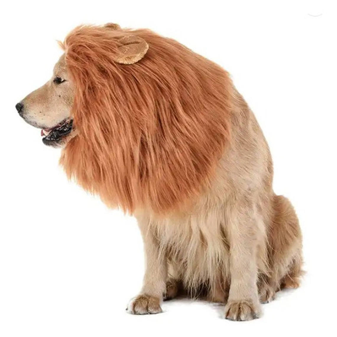 Peluca De León Para Perros Diversión Asegurada Santiago 8