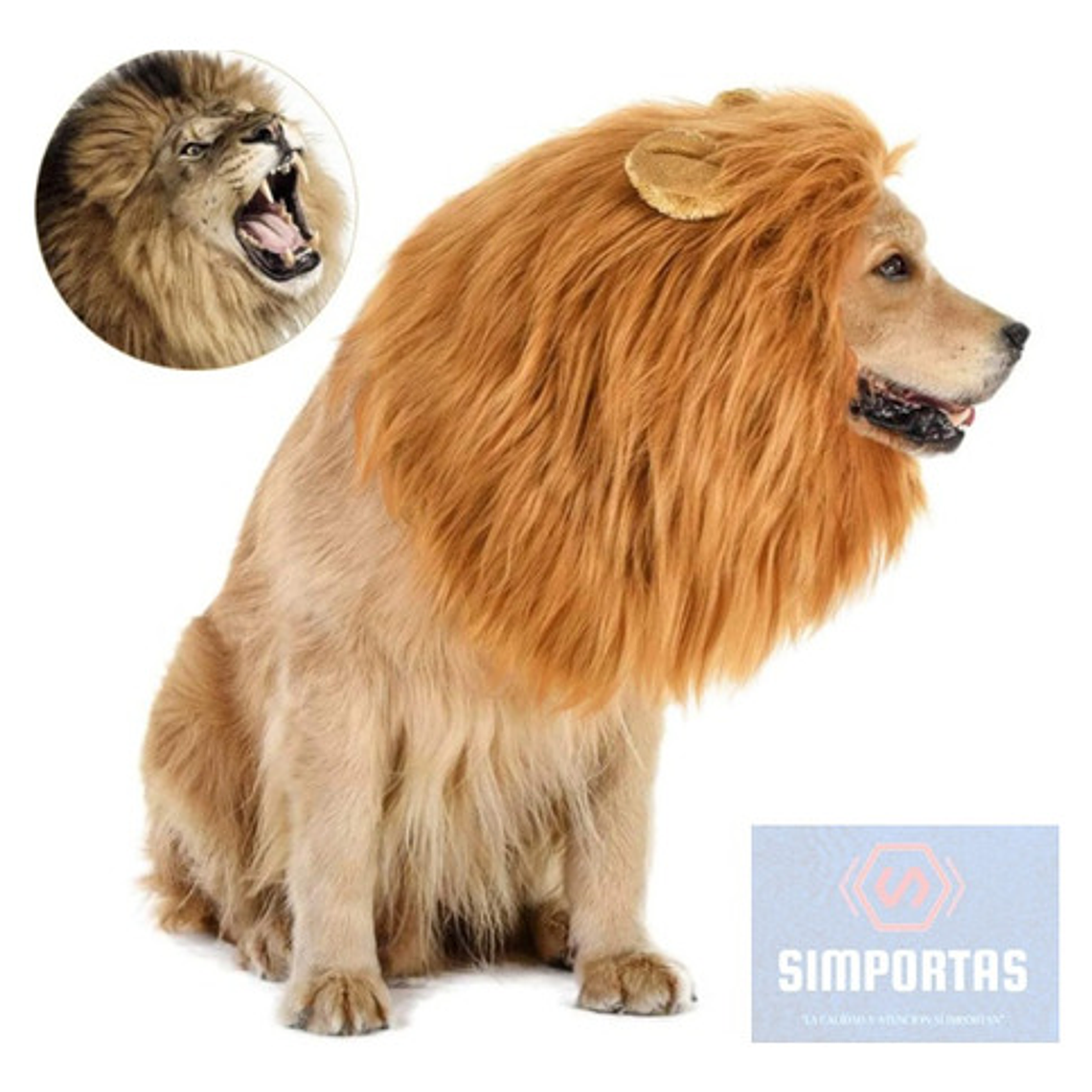 Peluca De León Para Perros Diversión Asegurada Santiago 9