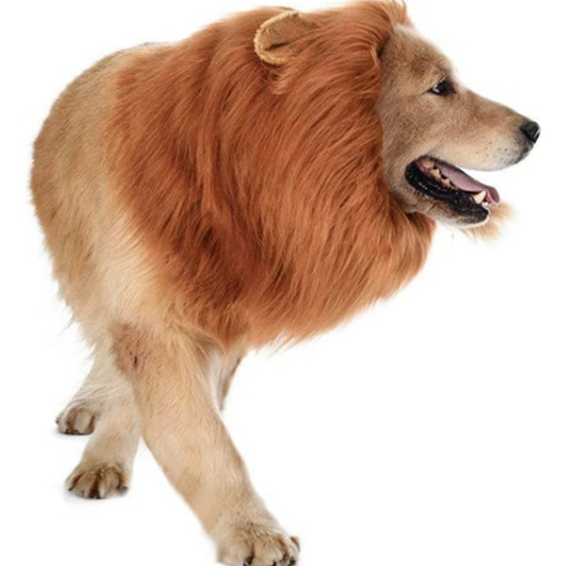 Peluca De León Para Perros Diversión Asegurada Santiago 15