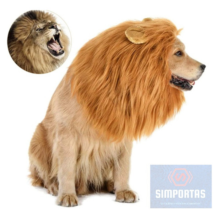 Peluca De León Para Perros Diversión Asegurada Santiago 19