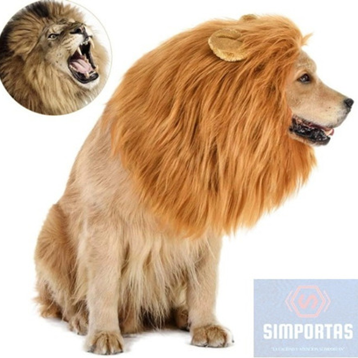 Peluca De León Para Perros Diversión Asegurada Santiago 24
