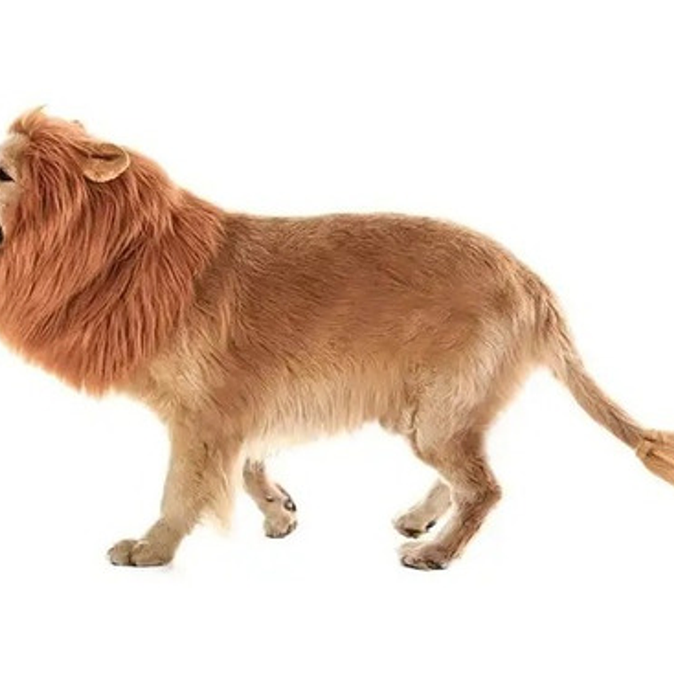 Peluca De León Para Perros Diversión Asegurada Santiago 26